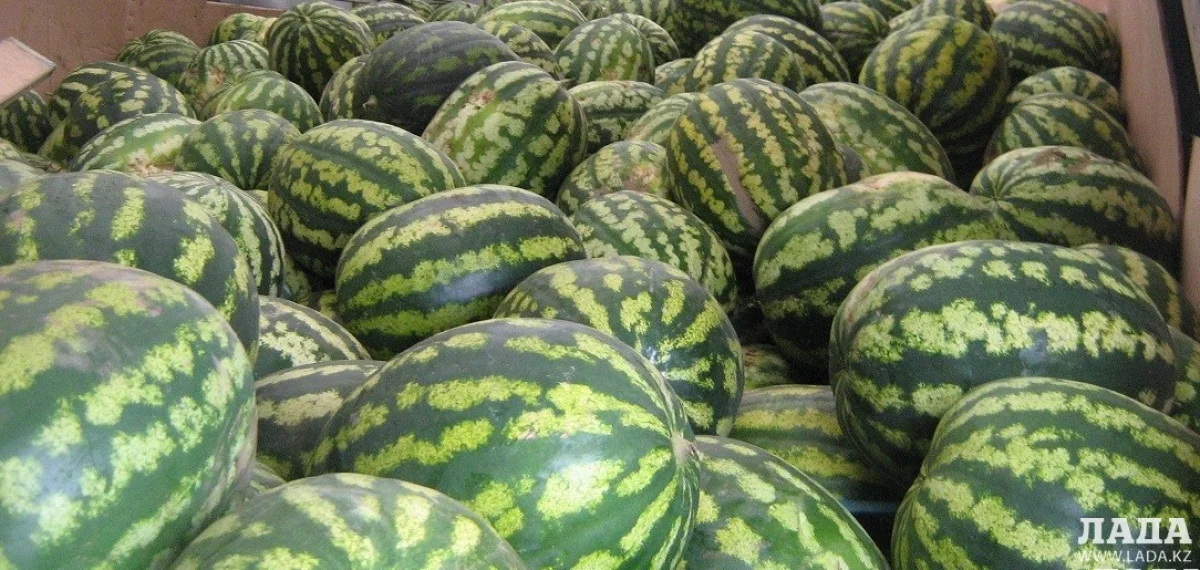 Бахчевые Актау