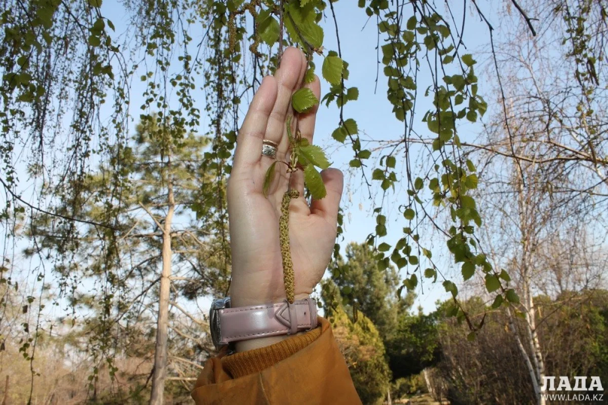 Береза повислая выпустила мохнатые сережки. Фото автора||news_pic_more|<!--TBegin--><a href="https://img.lada.kz/2016-04/1460137887_2.jpg" onclick="return hs.expand(this)" ><img align="left" src="https://img.lada.kz/2016-04/thumbs/1460137887_2.jpg" alt='Цветущий апрель в Актау. Фотопост' title='Цветущий апрель в Актау. Фотопост'  /></a><!--TEnd--><br /><!--TBegin--><a href="https://img.lada.kz/2016-04/1460137799_3.jpg" onclick="return hs.expand(this)" ><img align="left" src="https://img.lada.kz/2016-04/thumbs/1460137799_3.jpg" alt='Цветущий апрель в Актау. Фотопост' title='Цветущий апрель в Актау. Фотопост'  /></a><!--TEnd--><br /><!--TBegin--><a href="https://img.lada.kz/2016-04/1460137832_4.jpg" onclick="return hs.expand(this)" ><img align="left" src="https://img.lada.kz/2016-04/thumbs/1460137832_4.jpg" alt='Цветущий апрель в Актау. Фотопост' title='Цветущий апрель в Актау. Фотопост'  /></a><!--TEnd--><br /><!--TBegin--><a href="https://img.lada.kz/2016-04/1460137857_4a.jpg" onclick="return hs.expand(this)" ><img align="left" src="https://img.lada.kz/2016-04/thumbs/1460137857_4a.jpg" alt='Цветущий апрель в Актау. Фотопост' title='Цветущий апрель в Актау. Фотопост'  /></a><!--TEnd--><br /><!--TBegin--><a href="https://img.lada.kz/2016-04/1460137825_5.jpg" onclick="return hs.expand(this)" ><img align="left" src="https://img.lada.kz/2016-04/thumbs/1460137825_5.jpg" alt='Цветущий апрель в Актау. Фотопост' title='Цветущий апрель в Актау. Фотопост'  /></a><!--TEnd--><br /><!--TBegin--><a href="https://img.lada.kz/2016-04/1460138601_img-20160407-wa0021.jpg" onclick="return hs.expand(this)" ><img align="left" src="https://img.lada.kz/2016-04/thumbs/1460138601_img-20160407-wa0021.jpg" alt='Цветущий апрель в Актау. Фотопост' title='Цветущий апрель в Актау. Фотопост'  /></a><!--TEnd--><br /><!--TBegin--><a href="https://img.lada.kz/2016-04/1460137837_6.jpg" onclick="return hs.expand(this)" ><img align="left" src="https://img.lada.kz/2016-04/thumbs/1460137837_6.jpg" alt='Цветущий апрель в Актау. Фотопост' title='Цветущий апрель в Актау. Фотопост'  /></a><!--TEnd--><br /><!--TBegin--><a href="https://img.lada.kz/2016-04/1460137832_7.jpg" onclick="return hs.expand(this)" ><img align="left" src="https://img.lada.kz/2016-04/thumbs/1460137832_7.jpg" alt='Цветущий апрель в Актау. Фотопост' title='Цветущий апрель в Актау. Фотопост'  /></a><!--TEnd--><br /><!--TBegin--><a href="https://img.lada.kz/2016-04/1460137814_8.jpg" onclick="return hs.expand(this)" ><img align="left" src="https://img.lada.kz/2016-04/thumbs/1460137814_8.jpg" alt='Цветущий апрель в Актау. Фотопост' title='Цветущий апрель в Актау. Фотопост'  /></a><!--TEnd--><br /><!--TBegin--><a href="https://img.lada.kz/2016-04/1460137841_9.jpg" onclick="return hs.expand(this)" ><img align="left" src="https://img.lada.kz/2016-04/thumbs/1460137841_9.jpg" alt='Цветущий апрель в Актау. Фотопост' title='Цветущий апрель в Актау. Фотопост'  /></a><!--TEnd--><br /><!--TBegin--><a href="https://img.lada.kz/2016-04/1460137813_10.jpg" onclick="return hs.expand(this)" ><img align="left" src="https://img.lada.kz/2016-04/thumbs/1460137813_10.jpg" alt='Цветущий апрель в Актау. Фотопост' title='Цветущий апрель в Актау. Фотопост'  /></a><!--TEnd--><br /><!--TBegin--><a href="https://img.lada.kz/2016-04/1460137898_11.jpg" onclick="return hs.expand(this)" ><img align="left" src="https://img.lada.kz/2016-04/thumbs/1460137898_11.jpg" alt='Цветущий апрель в Актау. Фотопост' title='Цветущий апрель в Актау. Фотопост'  /></a><!--TEnd--><br /><!--TBegin--><a href="https://img.lada.kz/2016-04/1460137818_12.jpg" onclick="return hs.expand(this)" ><img align="left" src="https://img.lada.kz/2016-04/thumbs/1460137818_12.jpg" alt='Цветущий апрель в Актау. Фотопост' title='Цветущий апрель в Актау. Фотопост'  /></a><!--TEnd--><br /><!--TBegin--><a href="https://img.lada.kz/2016-04/1460137852_13.jpg" onclick="return hs.expand(this)" ><img align="left" src="https://img.lada.kz/2016-04/thumbs/1460137852_13.jpg" alt='Цветущий апрель в Актау. Фотопост' title='Цветущий апрель в Актау. Фотопост'  /></a><!--TEnd--><br /><!--TBegin--><a href="https://img.lada.kz/2016-04/1460137891_14.jpg" onclick="return hs.expand(this)" ><img align="left" src="https://img.lada.kz/2016-04/thumbs/1460137891_14.jpg" alt='Цветущий апрель в Актау. Фотопост' title='Цветущий апрель в Актау. Фотопост'  /></a><!--TEnd--><br /><!--TBegin--><a href="https://img.lada.kz/2016-04/1460137849_15.jpg" onclick="return hs.expand(this)" ><img align="left" src="https://img.lada.kz/2016-04/thumbs/1460137849_15.jpg" alt='Цветущий апрель в Актау. Фотопост' title='Цветущий апрель в Актау. Фотопост'  /></a><!--TEnd--><br /><!--TBegin--><a href="https://img.lada.kz/2016-04/1460137882_16.jpg" onclick="return hs.expand(this)" ><img align="left" src="https://img.lada.kz/2016-04/thumbs/1460137882_16.jpg" alt='Цветущий апрель в Актау. Фотопост' title='Цветущий апрель в Актау. Фотопост'  /></a><!--TEnd--><br /><!--TBegin--><a href="https://img.lada.kz/2016-04/1460137827_17.jpg" onclick="return hs.expand(this)" ><img align="left" src="https://img.lada.kz/2016-04/thumbs/1460137827_17.jpg" alt='Цветущий апрель в Актау. Фотопост' title='Цветущий апрель в Актау. Фотопост'  /></a><!--TEnd--><br /><!--TBegin--><a href="https://img.lada.kz/2016-04/1460137822_18.jpg" onclick="return hs.expand(this)" ><img align="left" src="https://img.lada.kz/2016-04/thumbs/1460137822_18.jpg" alt='Цветущий апрель в Актау. Фотопост' title='Цветущий апрель в Актау. Фотопост'  /></a><!--TEnd--><br /><!--TBegin--><a href="https://img.lada.kz/2016-04/1460137840_18a.jpg" onclick="return hs.expand(this)" ><img align="left" src="https://img.lada.kz/2016-04/thumbs/1460137840_18a.jpg" alt='Цветущий апрель в Актау. Фотопост' title='Цветущий апрель в Актау. Фотопост'  /></a><!--TEnd--><br /><!--TBegin--><a href="https://img.lada.kz/2016-04/1460137841_19.jpg" onclick="return hs.expand(this)" ><img align="left" src="https://img.lada.kz/2016-04/thumbs/1460137841_19.jpg" alt='Цветущий апрель в Актау. Фотопост' title='Цветущий апрель в Актау. Фотопост'  /></a><!--TEnd--><br /><!--TBegin--><a href="https://img.lada.kz/2016-04/1460137902_20.jpg" onclick="return hs.expand(this)" ><img align="left" src="https://img.lada.kz/2016-04/thumbs/1460137902_20.jpg" alt='Цветущий апрель в Актау. Фотопост' title='Цветущий апрель в Актау. Фотопост'  /></a><!--TEnd--><br /><!--TBegin--><a href="https://img.lada.kz/2016-04/1460137894_21.jpg" onclick="return hs.expand(this)" ><img align="left" src="https://img.lada.kz/2016-04/thumbs/1460137894_21.jpg" alt='Цветущий апрель в Актау. Фотопост' title='Цветущий апрель в Актау. Фотопост'  /></a><!--TEnd--><br /><!--TBegin--><a href="https://img.lada.kz/2016-04/1460137827_21a.jpg" onclick="return hs.expand(this)" ><img align="left" src="https://img.lada.kz/2016-04/thumbs/1460137827_21a.jpg" alt='Цветущий апрель в Актау. Фотопост' title='Цветущий апрель в Актау. Фотопост'  /></a><!--TEnd--><br /><!--TBegin--><a href="https://img.lada.kz/2016-04/1460137866_22.jpg" onclick="return hs.expand(this)" ><img align="left" src="https://img.lada.kz/2016-04/thumbs/1460137866_22.jpg" alt='Цветущий апрель в Актау. Фотопост' title='Цветущий апрель в Актау. Фотопост'  /></a><!--TEnd--><br /><!--TBegin--><a href="https://img.lada.kz/2016-04/1460137845_23.jpg" onclick="return hs.expand(this)" ><img align="left" src="https://img.lada.kz/2016-04/thumbs/1460137845_23.jpg" alt='Цветущий апрель в Актау. Фотопост' title='Цветущий апрель в Актау. Фотопост'  /></a><!--TEnd--><br /><!--TBegin--><a href="https://img.lada.kz/2016-04/1460137849_24.jpg" onclick="return hs.expand(this)" ><img align="left" src="https://img.lada.kz/2016-04/thumbs/1460137849_24.jpg" alt='Цветущий апрель в Актау. Фотопост' title='Цветущий апрель в Актау. Фотопост'  /></a><!--TEnd--><br /><!--TBegin--><a href="https://img.lada.kz/2016-04/1460137886_25.jpg" onclick="return hs.expand(this)" ><img align="left" src="https://img.lada.kz/2016-04/thumbs/1460137886_25.jpg" alt='Цветущий апрель в Актау. Фотопост' title='Цветущий апрель в Актау. Фотопост'  /></a><!--TEnd--><br /><!--TBegin--><a href="https://img.lada.kz/2016-04/1460137873_26.jpg" onclick="return hs.expand(this)" ><img align="left" src="https://img.lada.kz/2016-04/thumbs/1460137873_26.jpg" alt='Цветущий апрель в Актау. Фотопост' title='Цветущий апрель в Актау. Фотопост'  /></a><!--TEnd--><br /><!--TBegin--><a href="https://img.lada.kz/2016-04/1460137855_27.jpg" onclick="return hs.expand(this)" ><img align="left" src="https://img.lada.kz/2016-04/thumbs/1460137855_27.jpg" alt='Цветущий апрель в Актау. Фотопост' title='Цветущий апрель в Актау. Фотопост'  /></a><!--TEnd--><br /><!--TBegin--><a href="https://img.lada.kz/2016-04/1460137834_28.jpg" onclick="return hs.expand(this)" ><img align="left" src="https://img.lada.kz/2016-04/thumbs/1460137834_28.jpg" alt='Цветущий апрель в Актау. Фотопост' title='Цветущий апрель в Актау. Фотопост'  /></a><!--TEnd--><br /><!--TBegin--><a href="https://img.lada.kz/2016-04/1460137855_29.jpg" onclick="return hs.expand(this)" ><img align="left" src="https://img.lada.kz/2016-04/thumbs/1460137855_29.jpg" alt='Цветущий апрель в Актау. Фотопост' title='Цветущий апрель в Актау. Фотопост'  /></a><!--TEnd--><br /><!--TBegin--><a href="https://img.lada.kz/2016-04/1460137909_30.jpg" onclick="return hs.expand(this)" ><img align="left" src="https://img.lada.kz/2016-04/thumbs/1460137909_30.jpg" alt='Цветущий апрель в Актау. Фотопост' title='Цветущий апрель в Актау. Фотопост'  /></a><!--TEnd--><br /><!--TBegin--><a href="https://img.lada.kz/2016-04/1460137901_31.jpg" onclick="return hs.expand(this)" ><img align="left" src="https://img.lada.kz/2016-04/thumbs/1460137901_31.jpg" alt='Цветущий апрель в Актау. Фотопост' title='Цветущий апрель в Актау. Фотопост'  /></a><!--TEnd--><br /><!--TBegin--><a href="https://img.lada.kz/2016-04/1460137889_32.jpg" onclick="return hs.expand(this)" ><img align="left" src="https://img.lada.kz/2016-04/thumbs/1460137889_32.jpg" alt='Цветущий апрель в Актау. Фотопост' title='Цветущий апрель в Актау. Фотопост'  /></a><!--TEnd--><br /><!--TBegin--><a href="https://img.lada.kz/2016-04/1460137907_33.jpg" onclick="return hs.expand(this)" ><img align="left" src="https://img.lada.kz/2016-04/thumbs/1460137907_33.jpg" alt='Цветущий апрель в Актау. Фотопост' title='Цветущий апрель в Актау. Фотопост'  /></a><!--TEnd--><br /><!--TBegin--><a href="https://img.lada.kz/2016-04/1460137864_34.jpg" onclick="return hs.expand(this)" ><img align="left" src="https://img.lada.kz/2016-04/thumbs/1460137864_34.jpg" alt='Цветущий апрель в Актау. Фотопост' title='Цветущий апрель в Актау. Фотопост'  /></a><!--TEnd--><br /><!--TBegin--><a href="https://img.lada.kz/2016-04/1460137890_35.jpg" onclick="return hs.expand(this)" ><img align="left" src="https://img.lada.kz/2016-04/thumbs/1460137890_35.jpg" alt='Цветущий апрель в Актау. Фотопост' title='Цветущий апрель в Актау. Фотопост'  /></a><!--TEnd--><br /><!--TBegin--><a href="https://img.lada.kz/2016-04/1460137886_36.jpg" onclick="return hs.expand(this)" ><img align="left" src="https://img.lada.kz/2016-04/thumbs/1460137886_36.jpg" alt='Цветущий апрель в Актау. Фотопост' title='Цветущий апрель в Актау. Фотопост'  /></a><!--TEnd--><br /><!--TBegin--><a href="https://img.lada.kz/2016-04/1460137891_37.jpg" onclick="return hs.expand(this)" ><img align="left" src="https://img.lada.kz/2016-04/thumbs/1460137891_37.jpg" alt='Цветущий апрель в Актау. Фотопост' title='Цветущий апрель в Актау. Фотопост'  /></a><!--TEnd-->