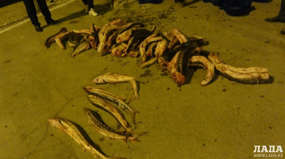 Изъятая рыба. Фото ДВД Мангистауской области
