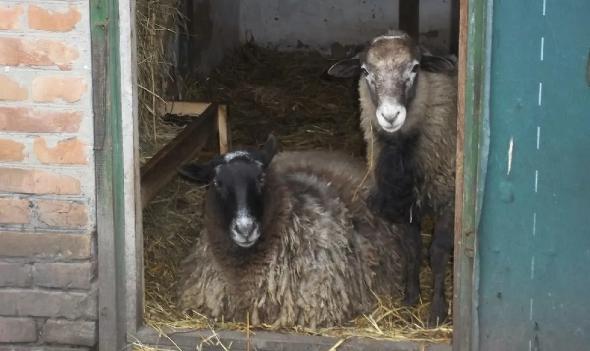 Фото olgaview.blogspot.com