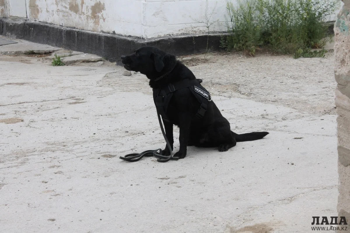 Адольф - четвероногий помощник полицейских. Фото автора