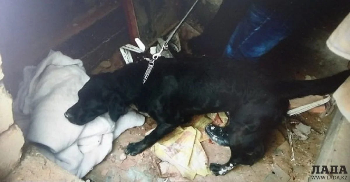 Фото из архива &quot;Лады&quot;