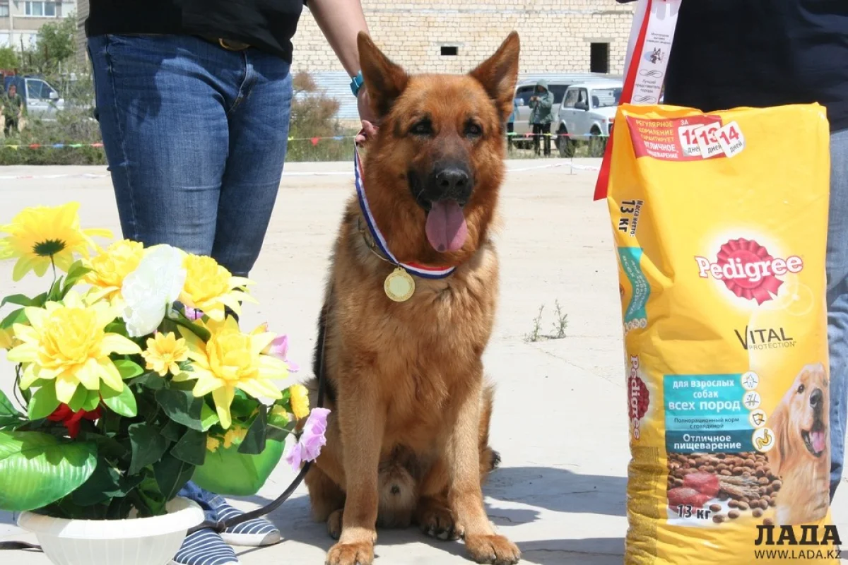 Победитель выставки