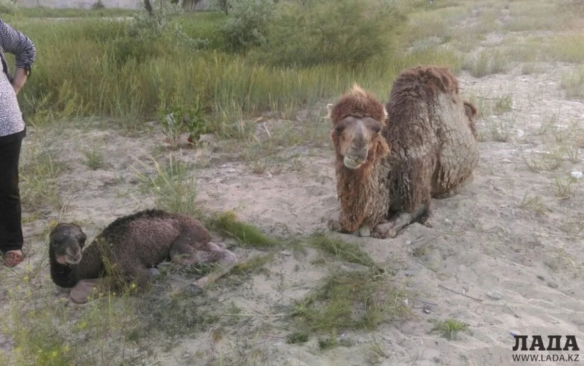 Верблюжонок с мамой. Фото пользователей сайта Lada.kz