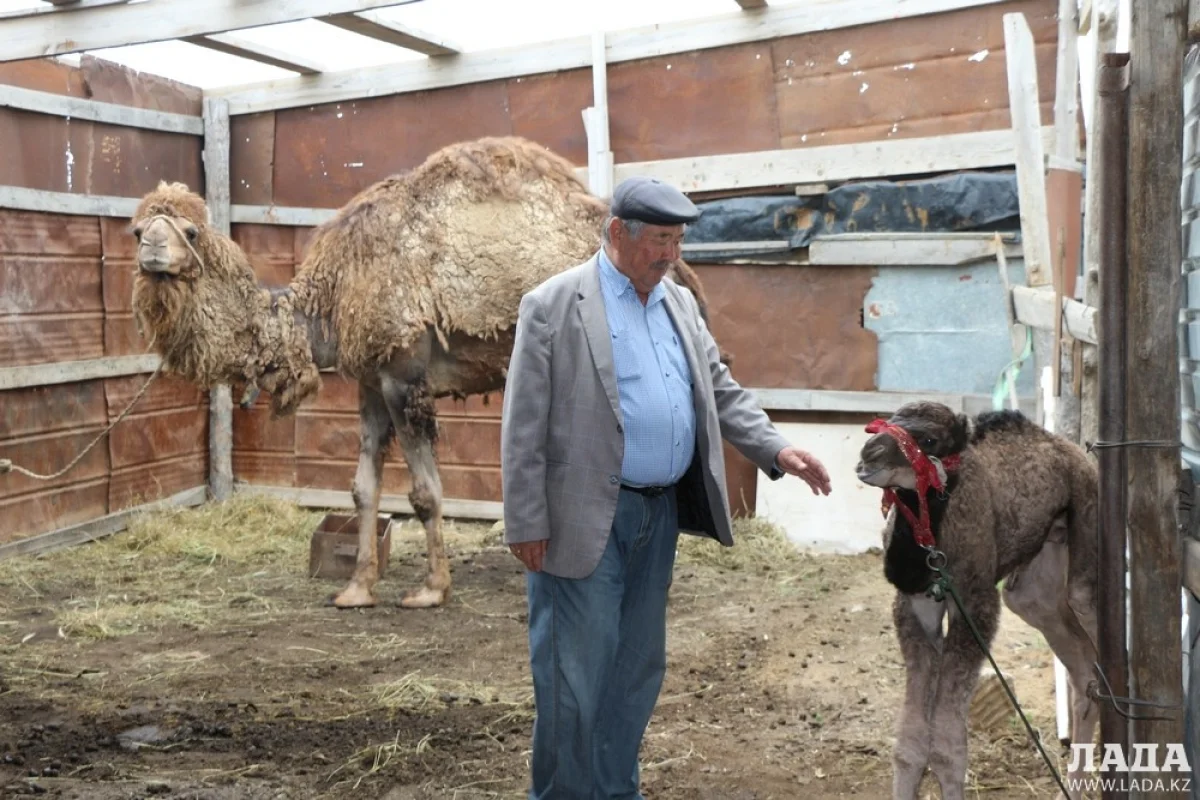 Амангали Кемаладинов и верблюжонок Актау