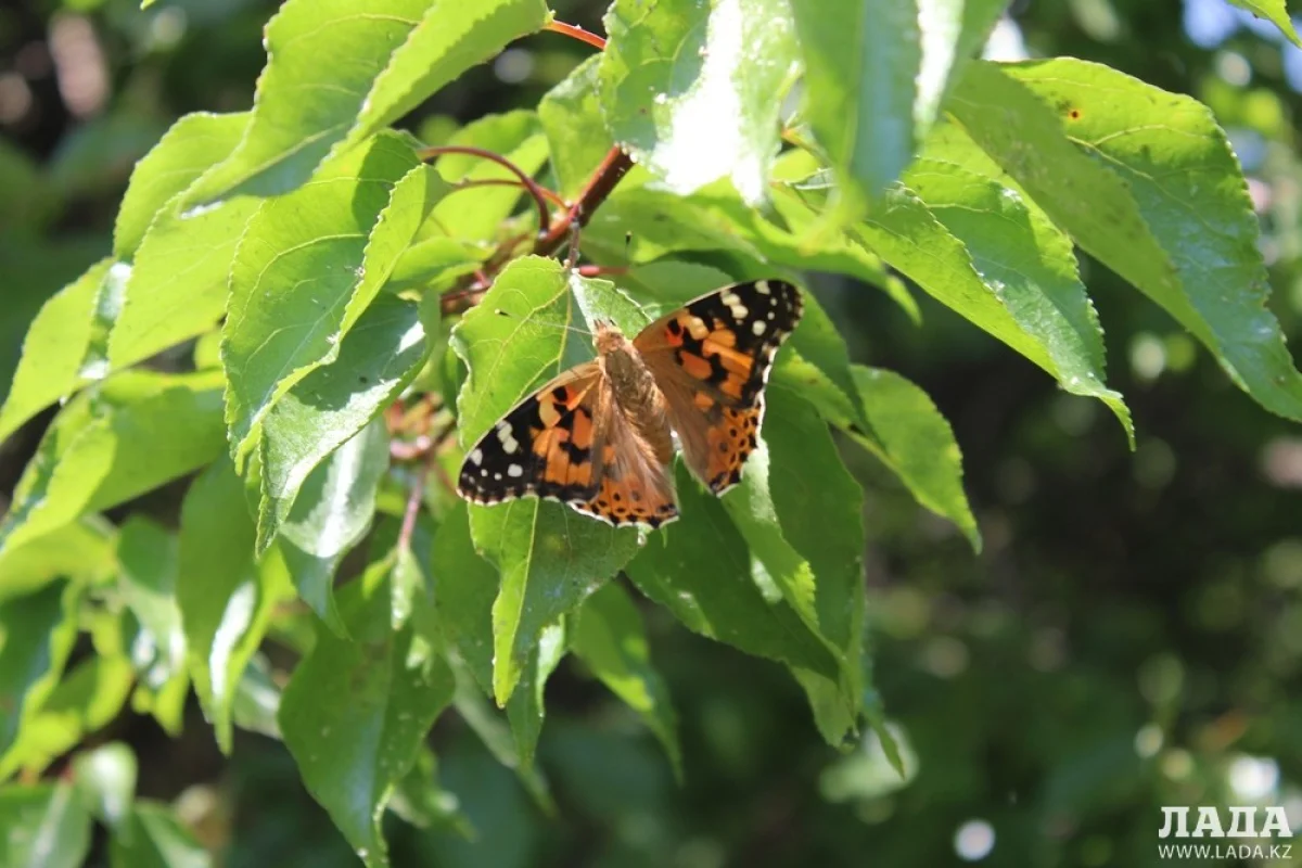 «Бархатница чуткая» в Актау.