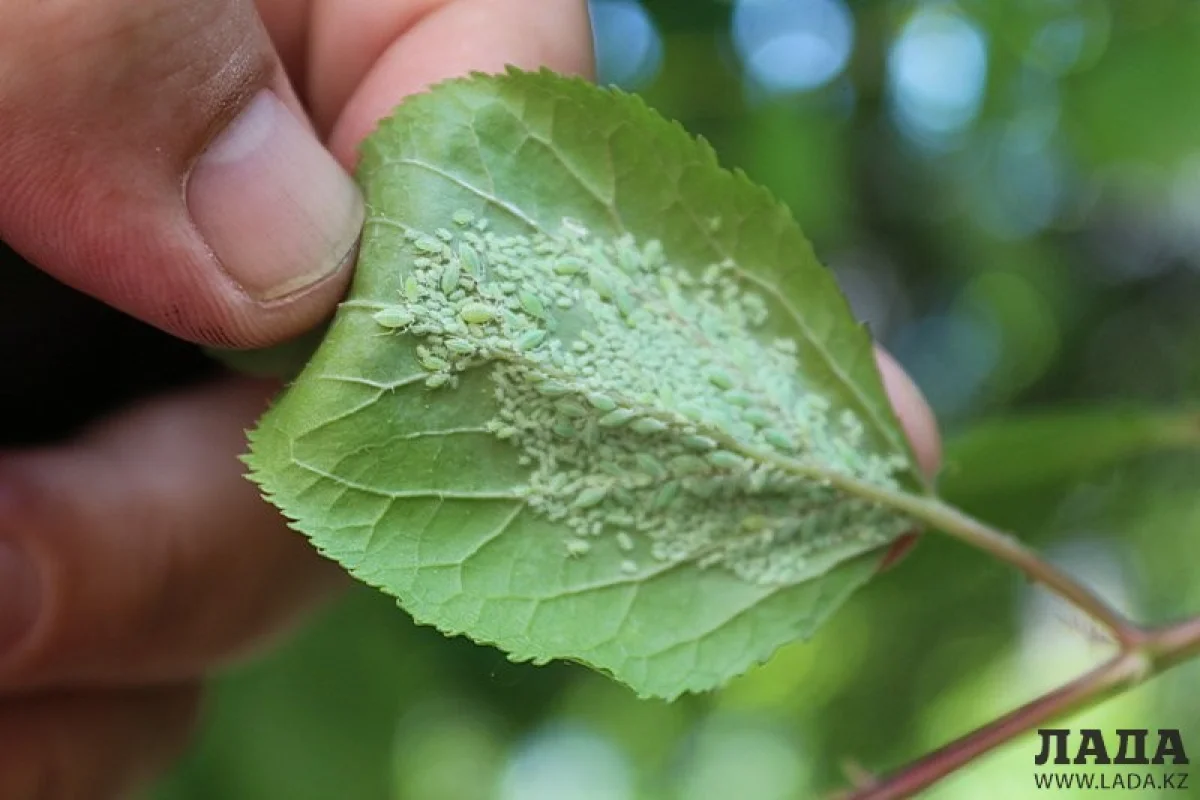 Фото пользователей lada.kz