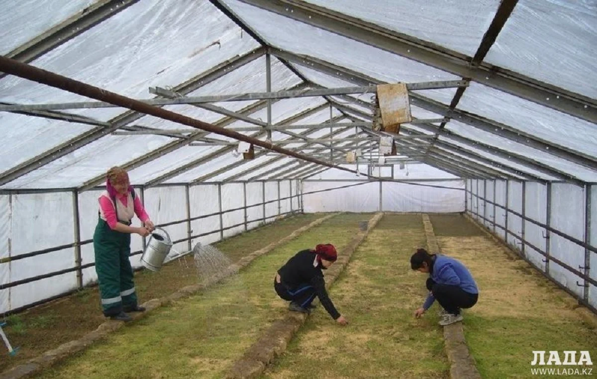 Тепличное хозяйство