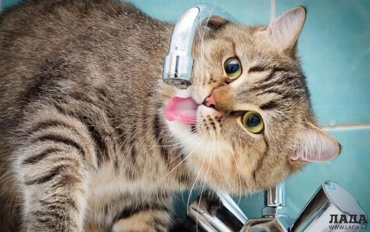 Фото vashipitomcy.ru