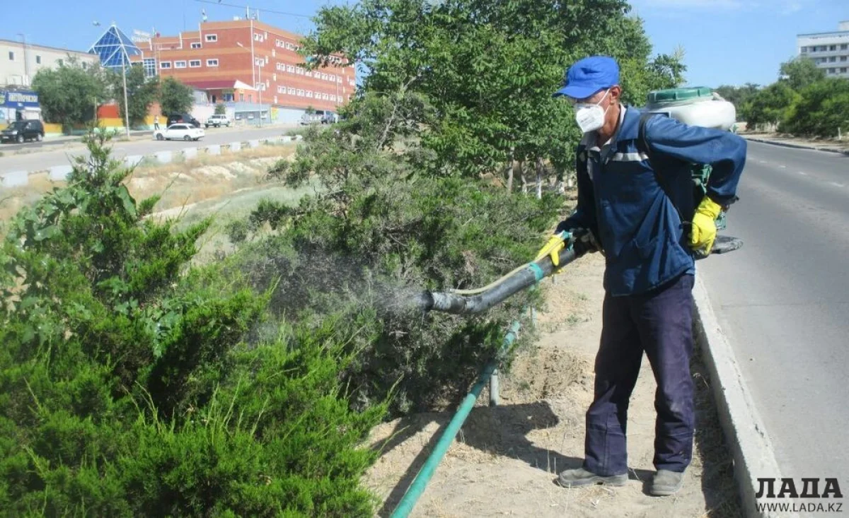 Обработка зеленых насаждений от вредителей