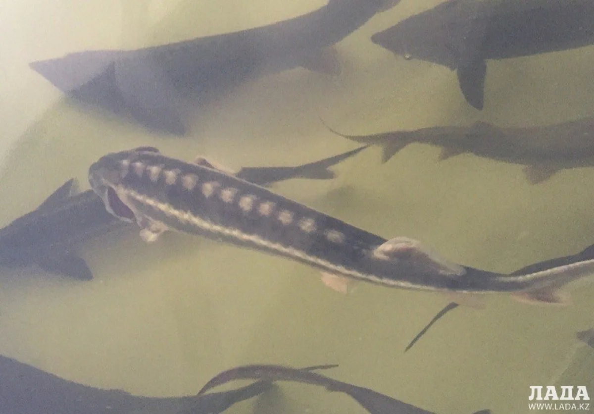 Осетровая ферма в Актау