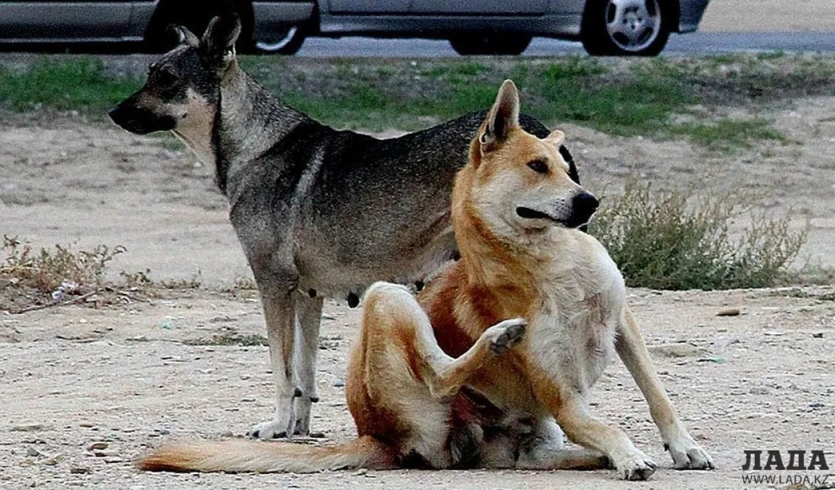Бродячие собаки в Актау