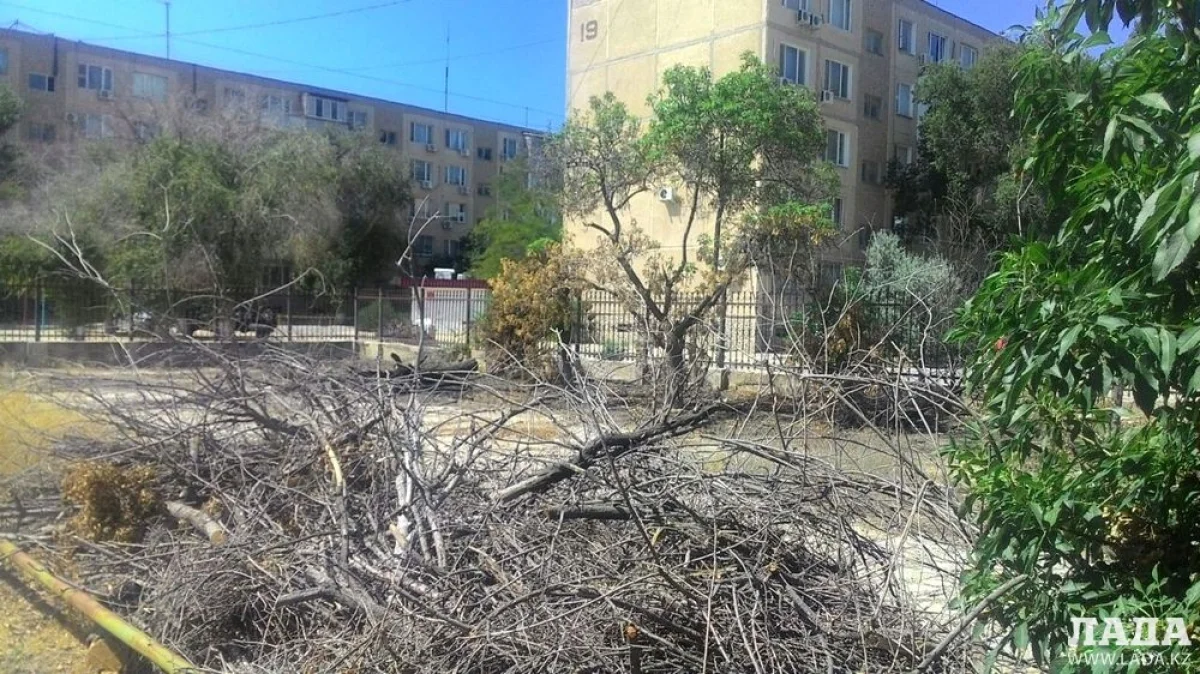 Сухостой коммунальщики не вывозят три недели. Фото автора