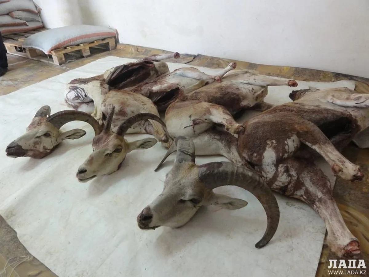 Фото предоставлено природоохранной полицией МПС Мангистауской области