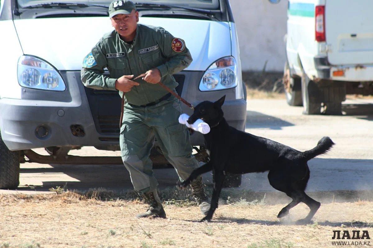 Обучение мангистауских кинологов и служебных собак