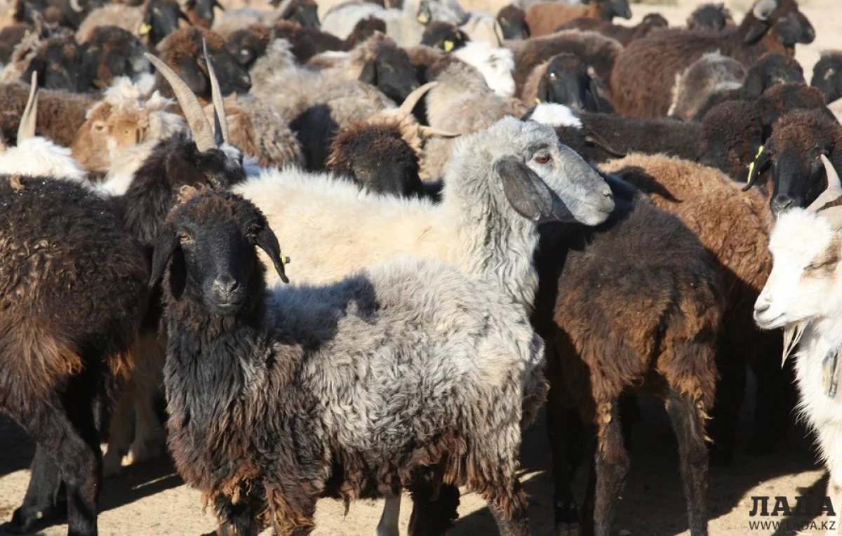 Иллюстративное фото