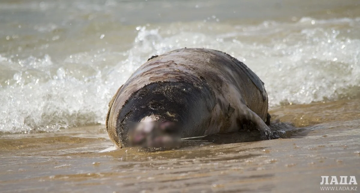 Фото Айсагали Кадирова