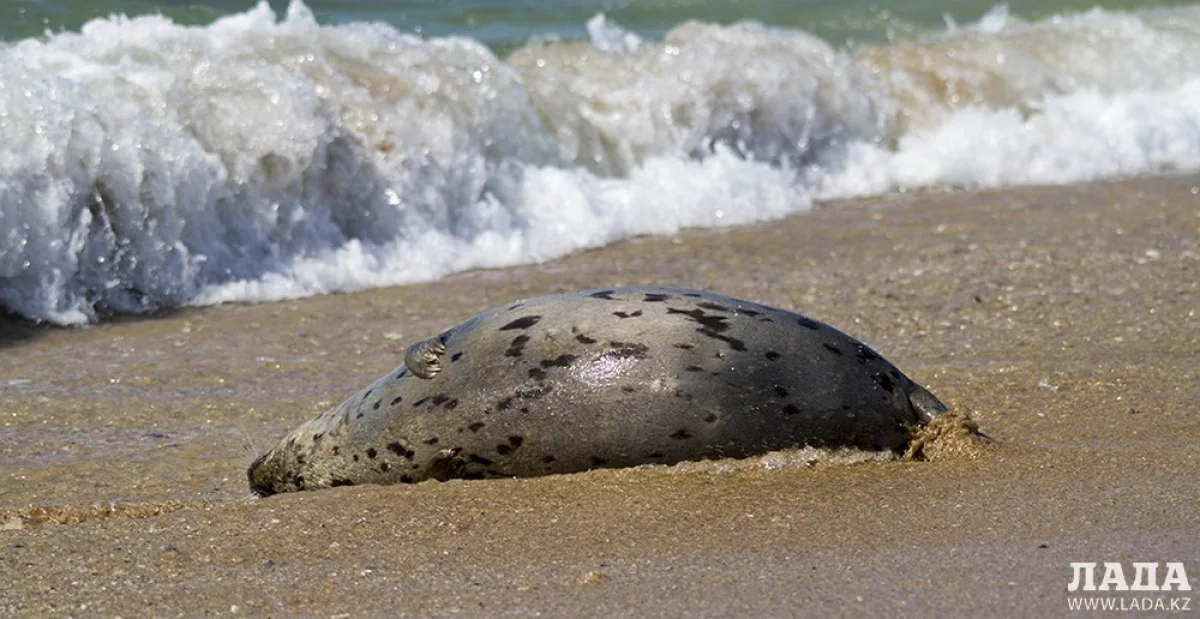 Фото Айсагали Кадирова
