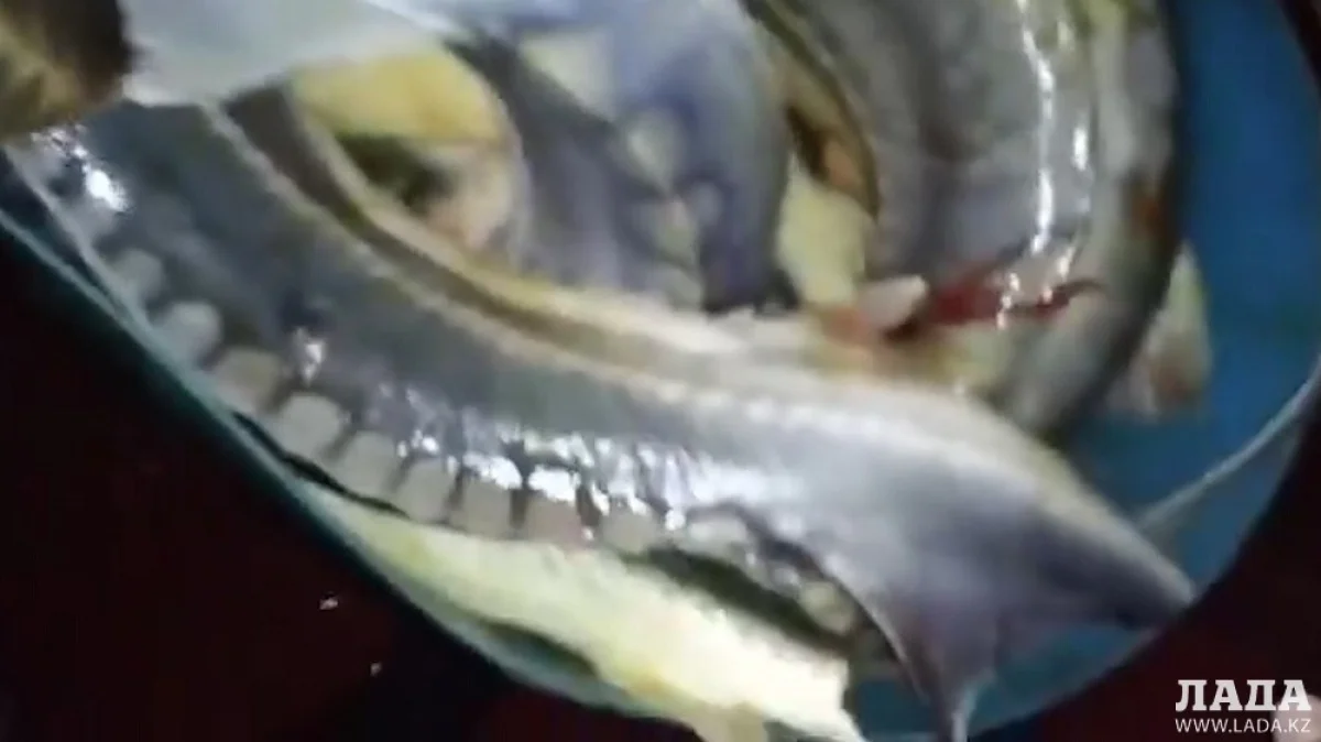 Рыба осетровых пород