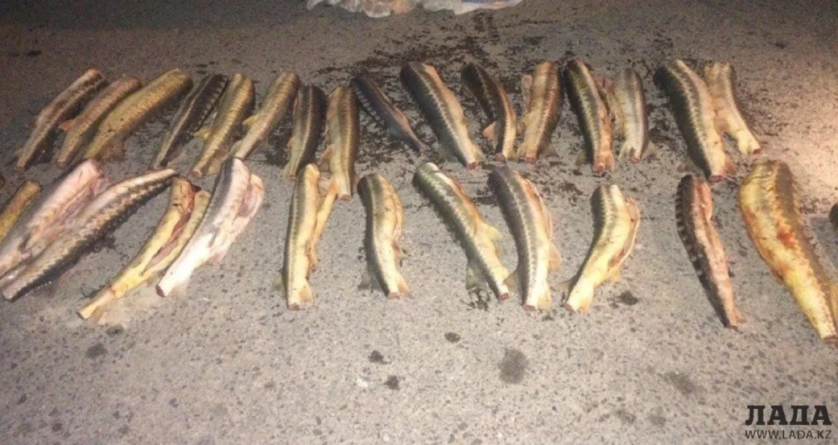 Рыба, обнаруженная в багажнике автомобиля