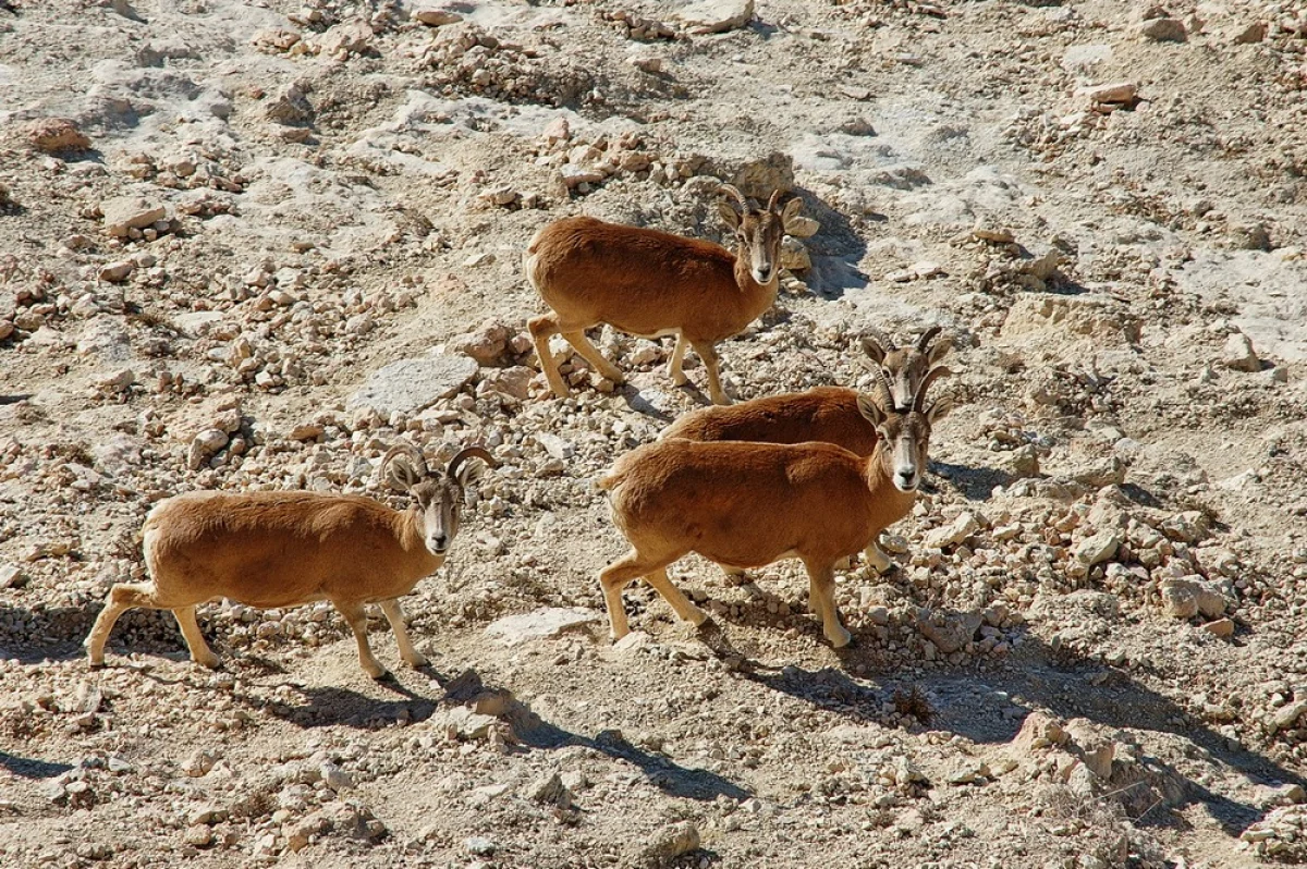 Фото из сети интернет