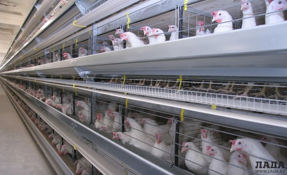 Иллюстративное фото