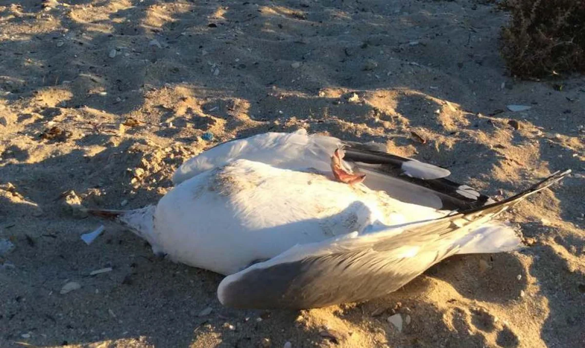 Фото Александра Покатилова