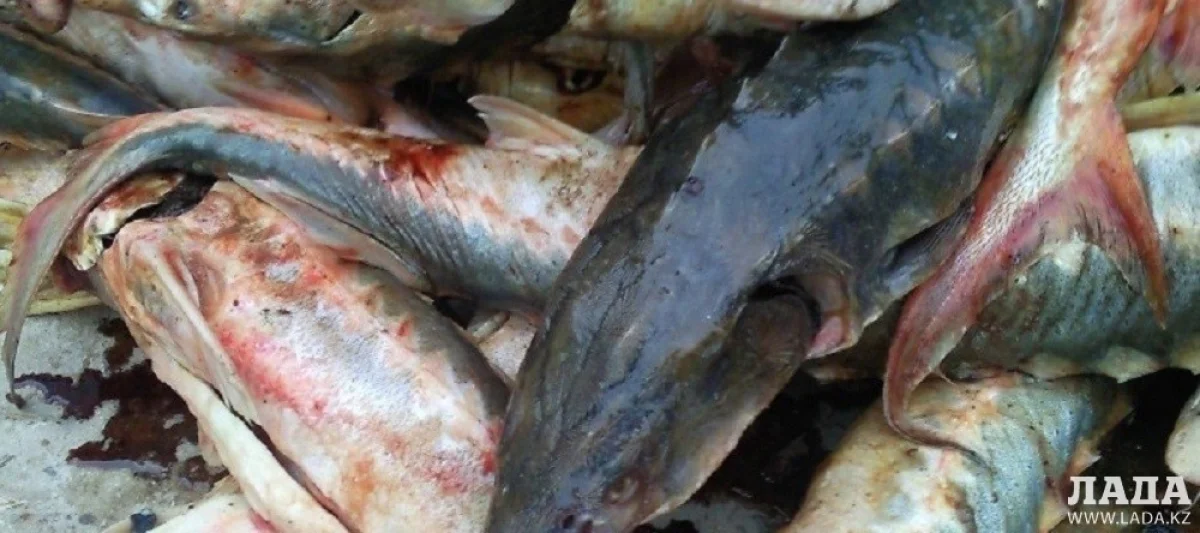 Иллюстративное фото