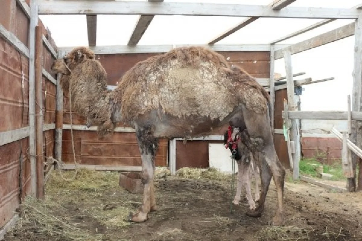 Фото Кадырбека Айдарулы