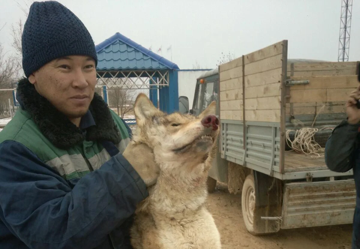 Волка застрелили чабаны. Фото прислано очевидцами