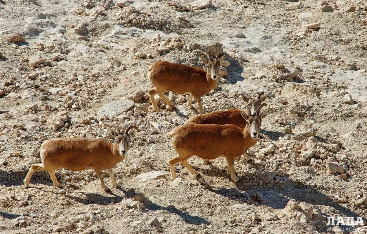 Иллюстративное фото