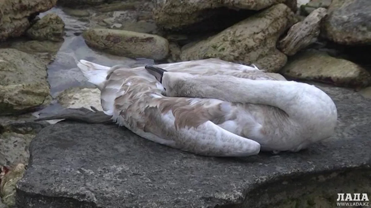 Мертвый лебедь в Актау