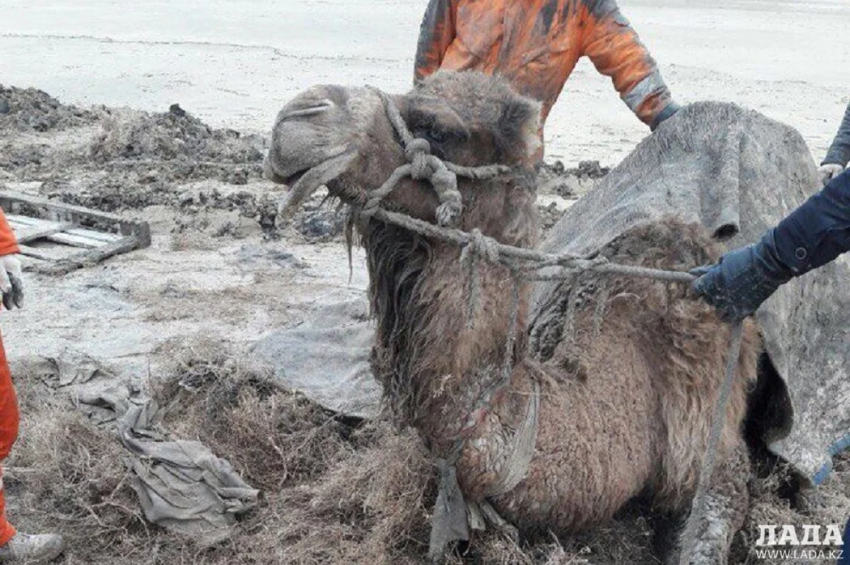 На месте спасения||news_pic_more|<!--TBegin--><a href="https://www.lada.kz/uploads/posts/2017-01/1484648693_bpohbfnv1n0.jpg" onclick="return hs.expand(this)" ><img align="left" src="https://www.lada.kz/uploads/posts/2017-01/thumbs/1484648693_bpohbfnv1n0.jpg" alt='Жители Актау спасли застрявшую в степи беременную верблюдицу' title='Жители Актау спасли застрявшую в степи беременную верблюдицу'  /></a><!--TEnd--><br /><!--TBegin--><a href="https://www.lada.kz/uploads/posts/2017-01/1484648712_mynxtvudrri.jpg" onclick="return hs.expand(this)" ><img align="left" src="https://www.lada.kz/uploads/posts/2017-01/thumbs/1484648712_mynxtvudrri.jpg" alt='Жители Актау спасли застрявшую в степи беременную верблюдицу' title='Жители Актау спасли застрявшую в степи беременную верблюдицу'  /></a><!--TEnd--><br /><!--TBegin--><a href="https://www.lada.kz/uploads/posts/2017-01/1484648661_p8eaa5otzx4.jpg" onclick="return hs.expand(this)" ><img align="left" src="https://www.lada.kz/uploads/posts/2017-01/thumbs/1484648661_p8eaa5otzx4.jpg" alt='Жители Актау спасли застрявшую в степи беременную верблюдицу' title='Жители Актау спасли застрявшую в степи беременную верблюдицу'  /></a><!--TEnd--><br />