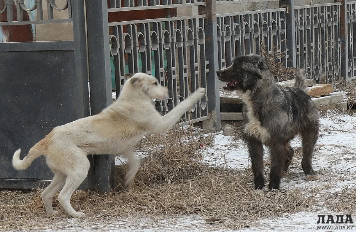 Фото Кадырбека Айдар улы
