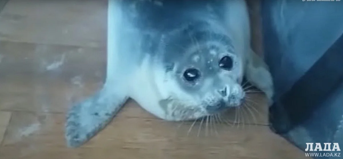 Кадр с видео