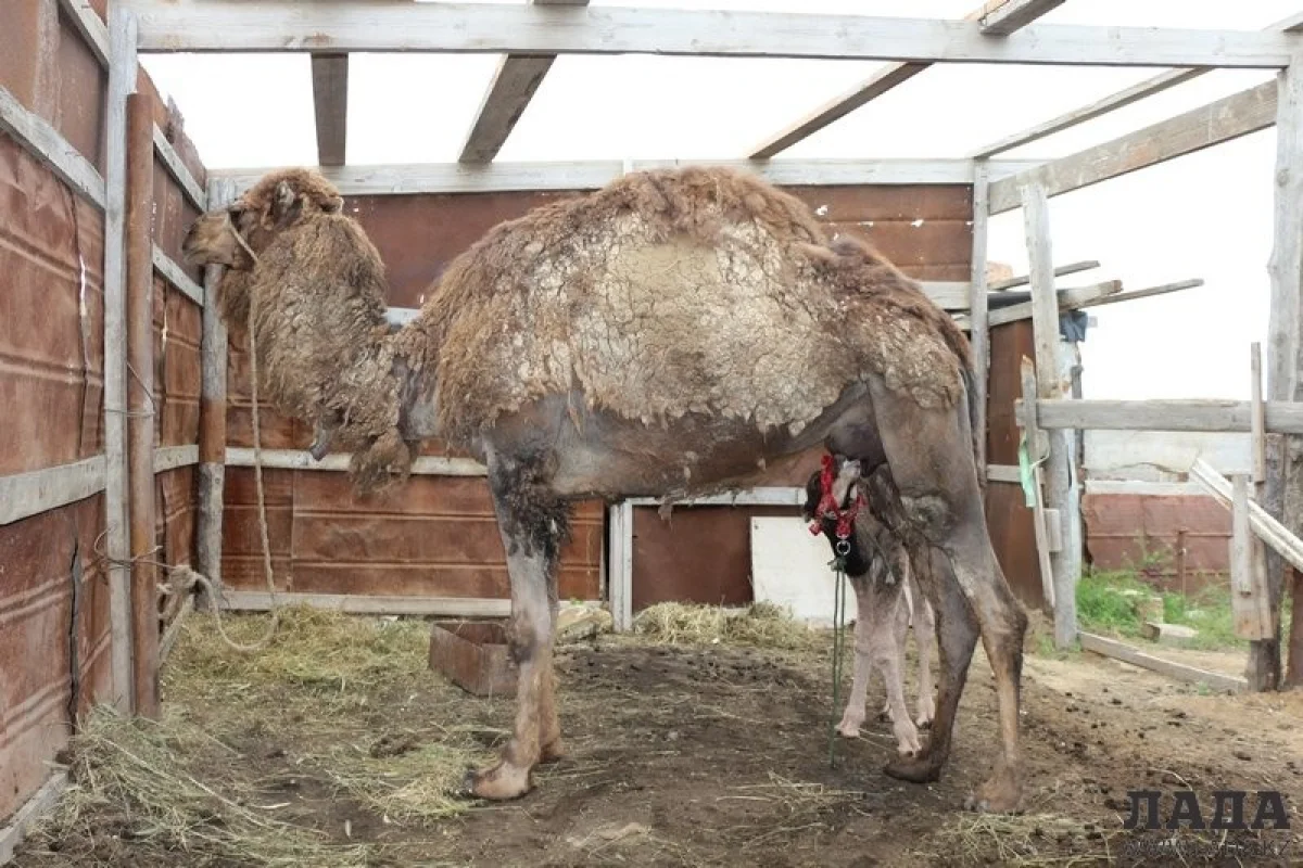 Фото Кадырбека Айдар улы из архива Lada.kz