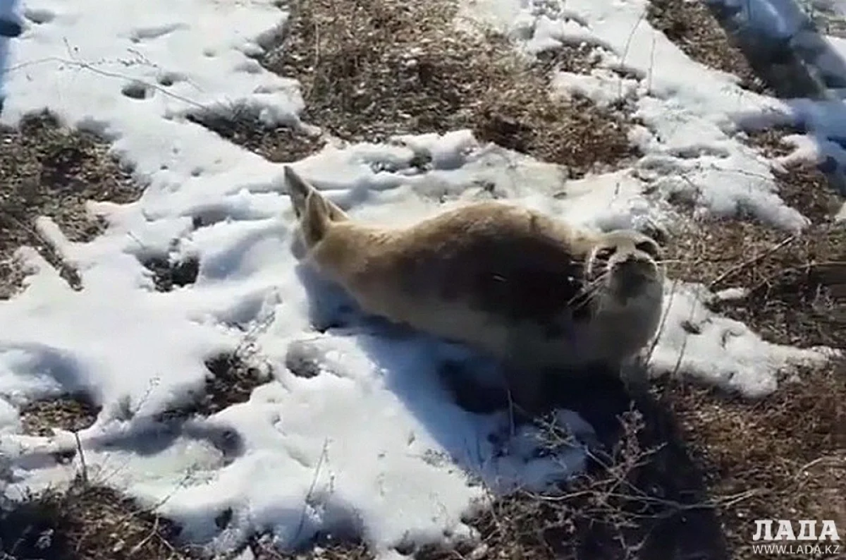 Кадр с видео