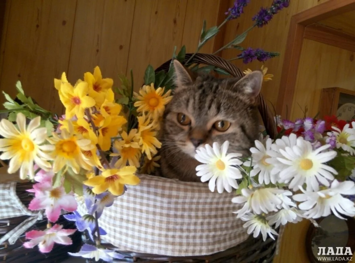 Кот корреспондента Lada.kz