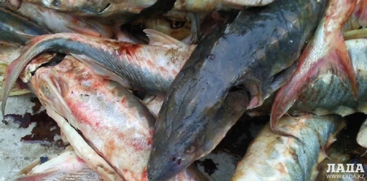 Фото из архива Lada.kz