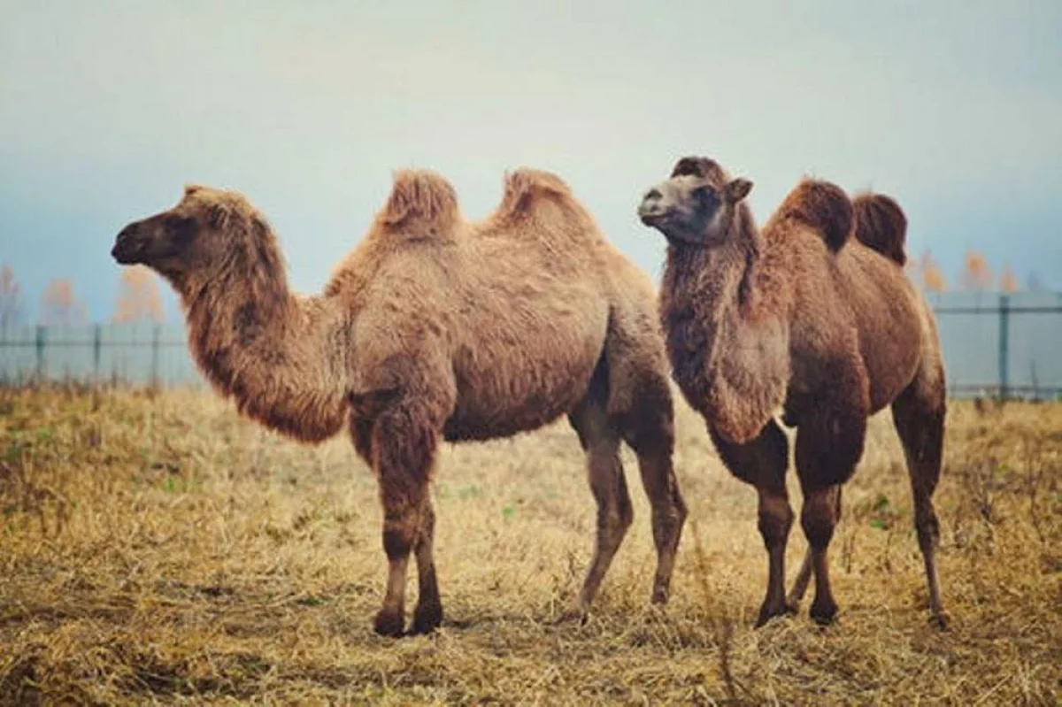 Фото из архива &quot;Лады&quot;