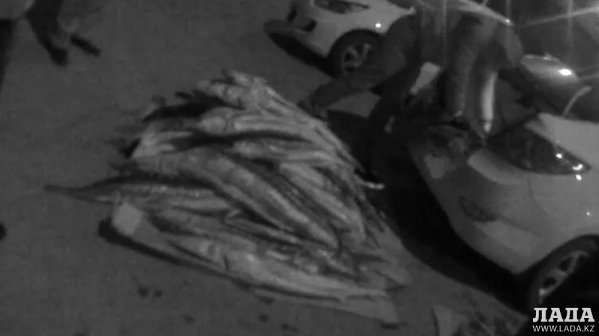 Досмотр автомобиля