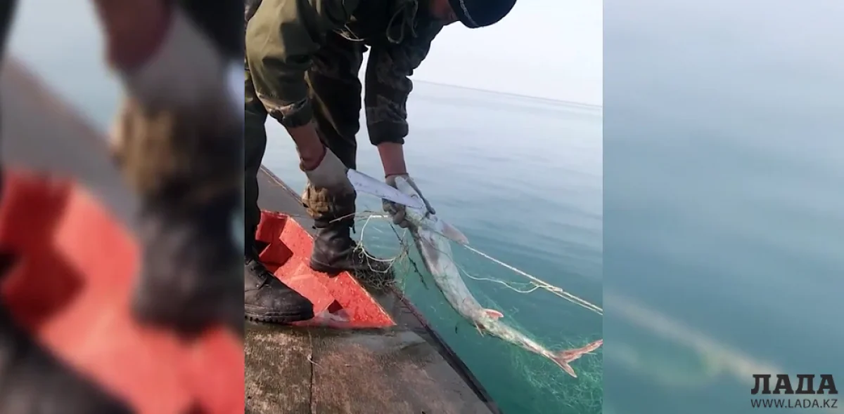 Спасение осетра из браконьерских сетей