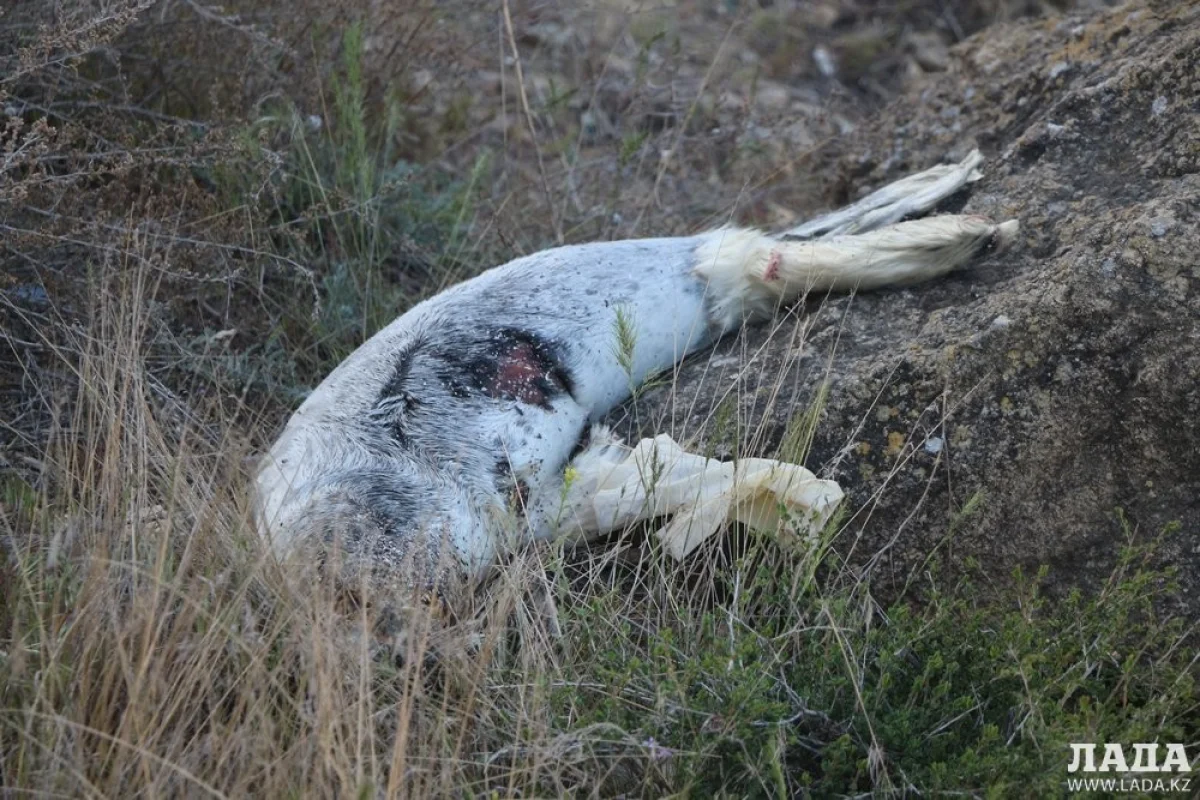 Фото Рашида Исмагилова