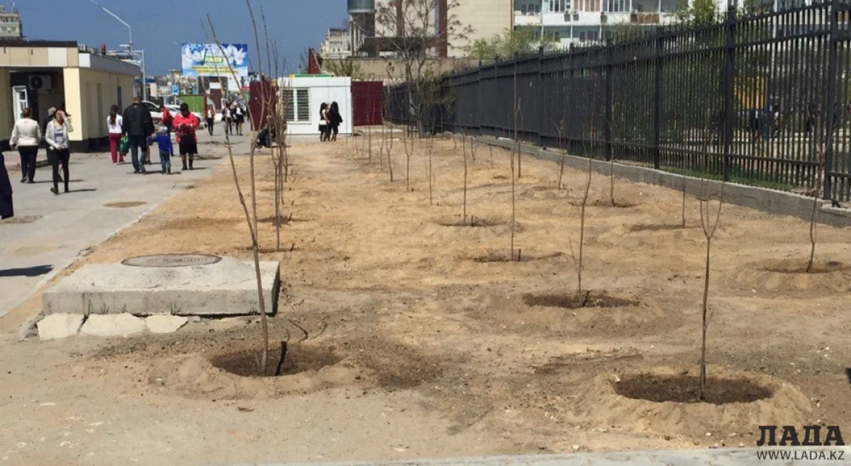 Саженцы на месте мобильных павильонов. Фото автора||news_pic_more|<!--TBegin--><a href="https://www.lada.kz/uploads/posts/2017-04/1492765329_fo-tqsgptui.jpg" onclick="return hs.expand(this)" ><img align="left" src="https://www.lada.kz/uploads/posts/2017-04/thumbs/1492765329_fo-tqsgptui.jpg" alt='На месте демонтированных мобильных павильонов во 2 микрорайоне Актау высадили деревья' title='На месте демонтированных мобильных павильонов во 2 микрорайоне Актау высадили деревья'  /></a><!--TEnd-->