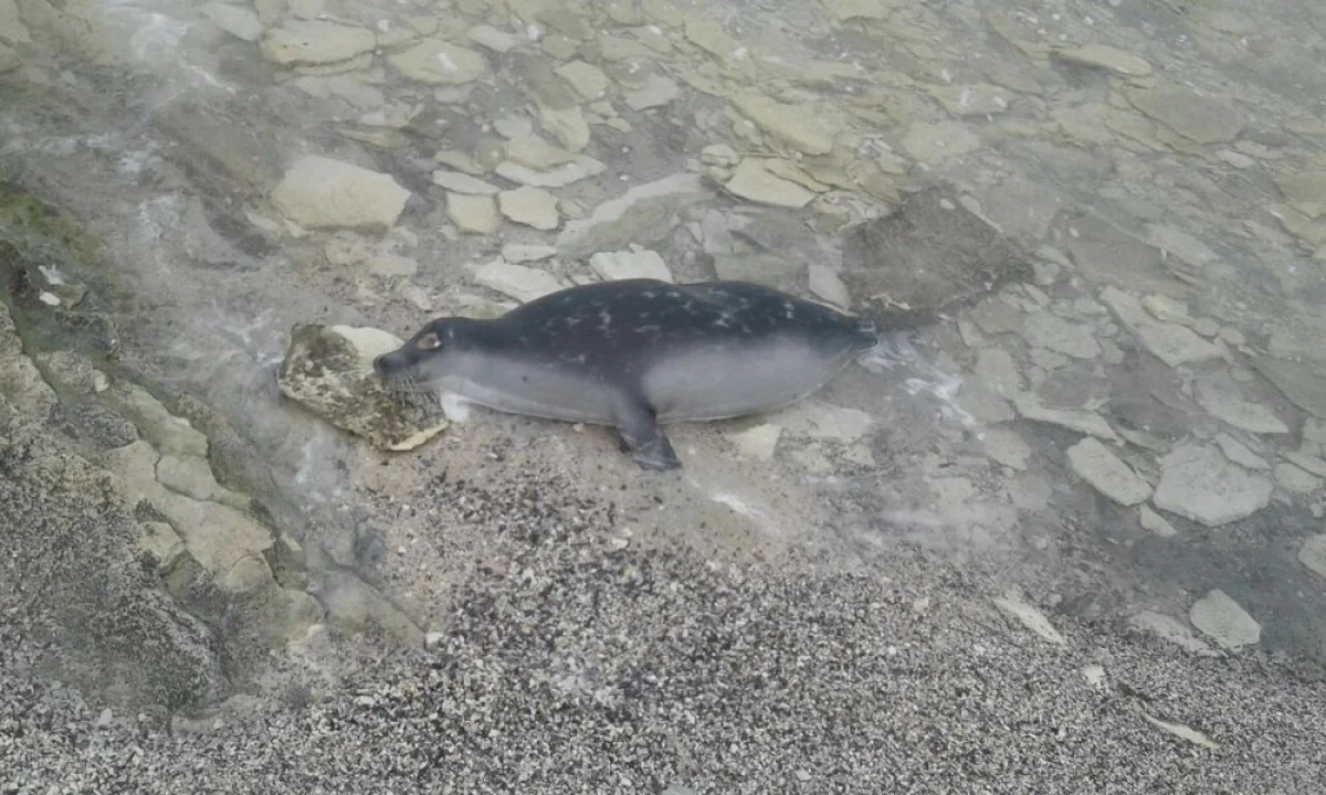 Фото очевидца