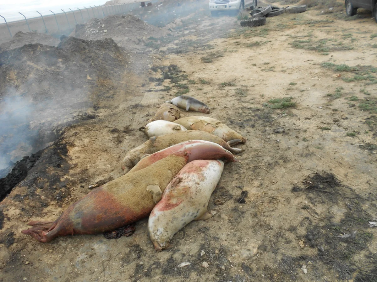 Фото предоставлено Мангистауской территориальной инспекции лесного хозяйства и  животного мира.