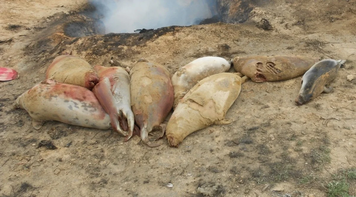 Фото предоставлено Мангистауской территориальной инспекции лесного хозяйства и животного мира.