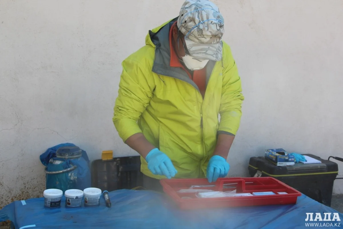 Вирусологи взяли образцы тканей мертвых тюленей. Фото автора