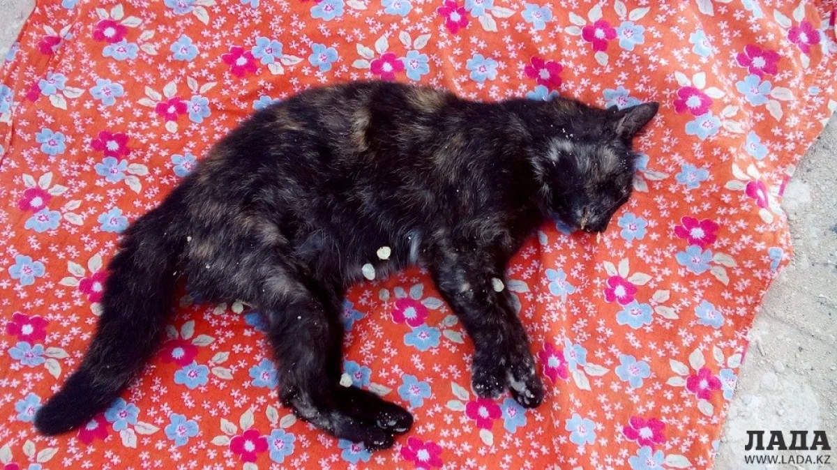 Кошки, которых убили возле 5 дома в 14 микрорайоне||news_pic_more|<!--TBegin--><a href="https://www.lada.kz/uploads/posts/2017-05/1494095782_3d22794b-d600-47ee-87ec-e1f61dbd26f4.jpg" onclick="return hs.expand(this)" ><img align="left" src="https://www.lada.kz/uploads/posts/2017-05/thumbs/1494095782_3d22794b-d600-47ee-87ec-e1f61dbd26f4.jpg" alt='Жители 14 микрорайона Актау требуют наказать виновных в смерти четырех кошек' title='Жители 14 микрорайона Актау требуют наказать виновных в смерти четырех кошек'  /></a><!--TEnd--><br /><!--TBegin--><a href="https://www.lada.kz/uploads/posts/2017-05/1494095817_298f38a7-ec47-45d8-9c06-4a9c72ff9dd8.jpg" onclick="return hs.expand(this)" ><img align="left" src="https://www.lada.kz/uploads/posts/2017-05/thumbs/1494095817_298f38a7-ec47-45d8-9c06-4a9c72ff9dd8.jpg" alt='Жители 14 микрорайона Актау требуют наказать виновных в смерти четырех кошек' title='Жители 14 микрорайона Актау требуют наказать виновных в смерти четырех кошек'  /></a><!--TEnd-->