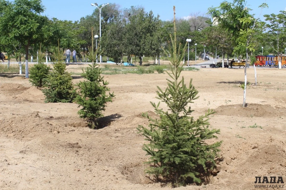 Ели, подаренные городу предпринимателем||news_pic_more|<!--TBegin--><a href="https://www.lada.kz/uploads/posts/2017-05/1495112699_img_8681.jpg" onclick="return hs.expand(this)" ><img align="left" src="https://www.lada.kz/uploads/posts/2017-05/thumbs/1495112699_img_8681.jpg" alt='Предприниматель Актау подарил городу тысячу елей' title='Предприниматель Актау подарил городу тысячу елей'  /></a><!--TEnd--><br /><!--TBegin--><a href="https://www.lada.kz/uploads/posts/2017-05/1495112722_img_8694.jpg" onclick="return hs.expand(this)" ><img align="left" src="https://www.lada.kz/uploads/posts/2017-05/thumbs/1495112722_img_8694.jpg" alt='Предприниматель Актау подарил городу тысячу елей' title='Предприниматель Актау подарил городу тысячу елей'  /></a><!--TEnd--><br /><!--TBegin--><a href="https://www.lada.kz/uploads/posts/2017-05/1495112652_img_8696.jpg" onclick="return hs.expand(this)" ><img align="left" src="https://www.lada.kz/uploads/posts/2017-05/thumbs/1495112652_img_8696.jpg" alt='Предприниматель Актау подарил городу тысячу елей' title='Предприниматель Актау подарил городу тысячу елей'  /></a><!--TEnd-->